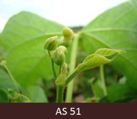 Starp lapām redzami  pirmie četri ziedpumpuri.