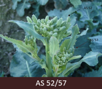 Rapša ziedpumpuru ziedkātiņi pagarinājušies un ir vienā līmenī ar jaunajām lapām. 