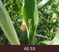 Starp kukurūzas augšējām lapām ir labi saredzama vīrišķās ziedkopas skaras galotne. Skara vēl cieši aizvērta.