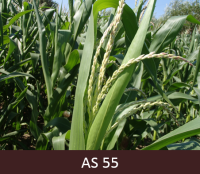 Apmēram puse kukurūzas skaras ir izveidojusies. Skara sāk izplesties.