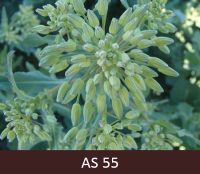 Redzamas ziedkopas uz galvenajiem rapša dzinumiem, pumpuri atdalījušies, bet aizvērti.