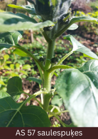 Uz lauka augošai saulespuķei galotnē virs lapām jau ir skaidri redzama ziedkopa.