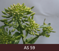 Rapša ziedkopās pumpuri aizvērti, bet saredzamas pirmās ziedlapiņas, kuras iekrāsojas dzeltenā krāsā.