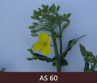 Rapša galvenā dzinuma ziedkopā atvēries pirmais zieds.