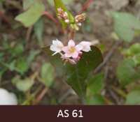 Laukā augošš griķis ar pirmajiem uzziedējušiem ziediem.