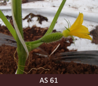 Laukā augoša gurķa tuvplāns ar pirmo atvērušos ziedu uz galvenā stublāja.