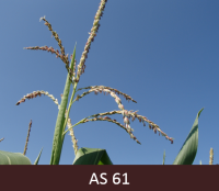 Kukurūzas skaras tuvplāns. Skara izpletusies, uz tās redzamas putekšņlapas.