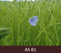 Laukā augoši lini, atvērušies pirmie ziedi. 