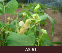 Pupiņu ziedēšanas sākums, atvērušies pieci dzeltenīgi ziedi