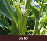 Kukurūzas lapu padusē ir redzama sievišķās ziedkopas vālīte. Vālītes galotnē redzamas bārkstis.