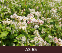 Laukā augoši griķi pilnziedā. Puse no laukā augošiem griķu ziediem laukā atvērušies.