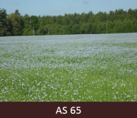 Laukā augoši lini zied pilnziedā.