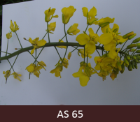 Uz rapša galvenās ziedkopas atvērusies puse no ziedpumpuriem. Vecākās ziedlapiņas sāk nobirt.