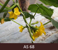 Siltumnīcā augoša gurķa tuvplāns ar deviņiem un vairāk atvērušiem ziediem uz galvenā stublāja.