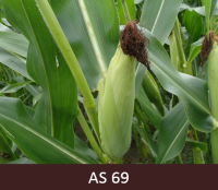 Tuvplānā kukurūzas vālīte apvalkā. Vālītes bārkstis pilnīgi sažuvušas.