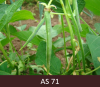 Izveidojušās pirmās divas pupiņu pākstis zaļā krāsā, kas sasniegušas šķirnei raksturīgo garumu.