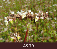 Laukā augošs griķis tuvplānā ar vairums riekstiņu sasnieguši raksturīgo lielumu un zaļā krāsā.