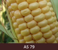 Kukurūzas vālītes tuvplāns. Dzelteni graudi vālītē ir sasnieguši raksturīgo lielumu.