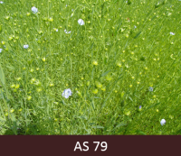 Laukā augoši lini noziedējuši, veidojas pogaļas. 