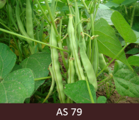 Zaļās pupiņu pākstīs redzams, ka attīstījušās atsevišķas pupiņas.