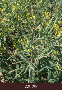 Rapša ziedu vietā ir attīstījušies pāksteņi, kuri ir sasnieguši raksturīgo lielumu. 