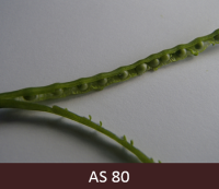 Rapša pāksteņos esošās sēklas iekrāsojušās zaļas un sāk piebriest, piepildot pāksteni.