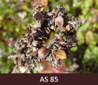 Laukā augošš griķis tuvplānā ar brūniem riekstiņiem.