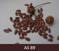 Laukā augoši lini ar tumši dzelteniem stiebriem, brūnām pogaļām un sausām sēklām.