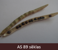 Rapša pākstenis kļuvis sauss un nobrūnējis. Sēklas nogatavojušās, ir melnas un cietas.