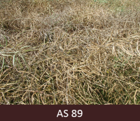 Rapša stublāji nobrūnējuši un kļuvuši sausi. Sēklas pāksteņos nogatavojušās.