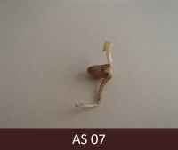 Dīgstoša pupiņa ar dīgļlapu un saknīti. 