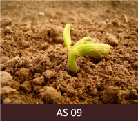 Pupiņas uzdīgušas virs augsnes, redzamas zaļas  dīgļlapas 