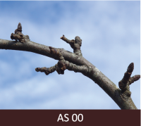 Ābeles zars ar neatvērtiem pumpuriem.