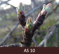 Ābeles zars plaukšanas sākumā. Pirmās lapas ir atliekušās.