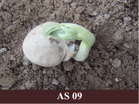 Dīgstoša lauka pupa uz augsnes. Ir redzams pupas dīglis.