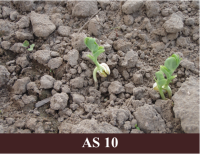 Laukā izdīguši zirņi. Zirņu dīgļlapas saskatāmas virs augsnes virskārtas.