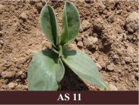 Laukā augoša lauka pupa ar vinu lapu.