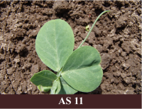 Laukā izdīdzis zirnis. Zirnim ir izveidojusies pirmā īstā lapa un pirmā stīga.