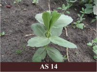 Laukā augoša lauka pupa ar četrām īstajām lapām.