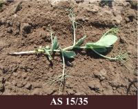 Laukā zirnis ar četrām lapām un piecām stīgām.