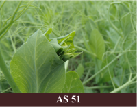 Laukā augoši zirņi, saskatāmi pirmie ziedpumpuri.