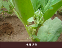 Laukā augoša lauka pupa ar ziedpumpuriem.