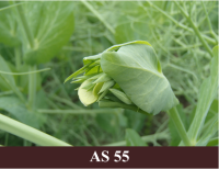 Laukā augoši zirņi, starp lapām saskatāmi ziedpumpuri.