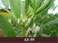 Laukā augoša lauka pupa ar atdalītiem ziedpumpuriem.