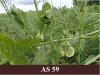 Laukā augoši zirņi, ziedlapas ir saredzamas, ziedi vēl aizvērti.