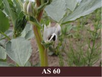 Laukā augoša lauka pupa ar pirmajiem uzziedējušiem ziediem.