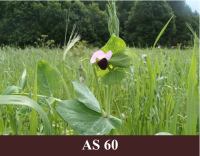 Laukā augoši zirņi, pirmie ziedi ir atvērušies.