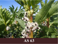 Laukā augoša lauka pupa ar trešdaļu uzziedējušu ziedu.