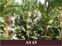 Laukā augoša lauka pupa ar pusi uzziedējušu ziedu.