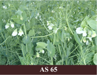 Laukā augoši zirņi zied pilnziedā. Puse ziedu ir atvērušies.